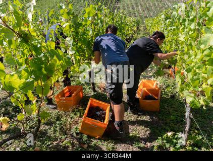 DEU , DEUTSCHLAND : Weinlese im Ahrtal bei Dernau , 19.09.2025 DEU , DEUTSCHLAND : Weinlese im Ahrtal bei Dernau , 19.09.2025 *** DEU , DEUTSCHLAND Weinlese im Ahrtal bei Dernau , 19 09 2025 DEU , DEUTSCHLAND Weinlese im Ahrtal bei Dernau , 19 09 2025 Stockfoto
