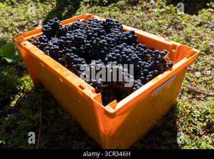 DEU , DEUTSCHLAND : Weinlese im Ahrtal bei Dernau , 19.09.2025 DEU , DEUTSCHLAND : Weinlese im Ahrtal bei Dernau , 19.09.2025 *** DEU , DEUTSCHLAND Weinlese im Ahrtal bei Dernau , 19 09 2025 DEU , DEUTSCHLAND Weinlese im Ahrtal bei Dernau , 19 09 2025 Stockfoto