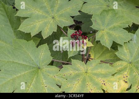Devil's Club, Igelorchidee (Oplopanax horridus), Alaska, USA Stockfoto