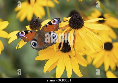 Ein Pfauenfalter (Aglais io), der auf einer gelben Blume sitzt, gelber Coneflower (Echinacea paradoxa), Hessen, Deutschland Stockfoto