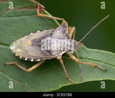 Teneraler Waldschildkäfer (Pentatoma rufipes) in Ruhe auf Blatt. Tipperary, Irland Stockfoto