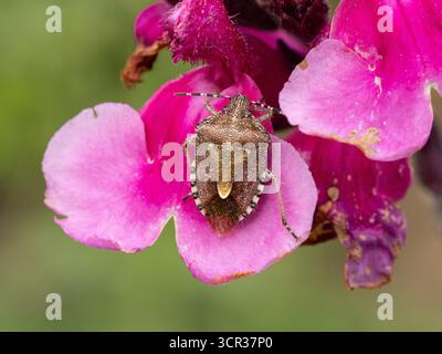 Ein haariger Schildkäfer Dolycoris baccarum, der auf einer Salvieblüte ruht Stockfoto