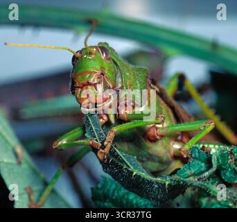 Die suedamerikanische Riesenheuschrecke Tropidacris collaris gehoert zu den weltweit groeßten Kurzfuehlerschrecken. Die Weibchen erreichen eine Koerperlaenge zwischen 9 und 13 cm. Ihre Faerbung ist sehr variabel. Die imagines bevorzugtes Holzgewaechse mit hartem Laub. Ihre Lebensaeume sind sehr variabel, sie kommen im tropischen Regenwald, in der Feuchsavanne und ebenso in semiariden Dornstrauchsvannen vor. Riesenheuschrecke *** die südamerikanische Riesengrasschrecke Tropidacris collaris ist eine der größten kurzfüßigen Heuschrecken der Welt die Weibchen erreichen eine Körperlänge zwischen 9 und 13 cm T Stockfoto