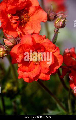 Ein Haufen Red Geum „Scarlet Tempest“ (Avens), eine halbgroße Doppelblume, die in den Borders im RHS Garden Harlow Carr, Harrogate, England, Großbritannien, ausgestellt wird. Stockfoto