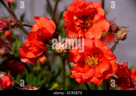 Ein Haufen Red Geum „Scarlet Tempest“ (Avens), eine halbgroße Doppelblume, die in den Borders im RHS Garden Harlow Carr, Harrogate, England, Großbritannien, ausgestellt wird. Stockfoto