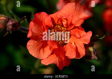 Single Orange/Red Geum „Scarlet Tempest“ (Avens) eine halbdoppelte Blume, die in den Borders im RHS Garden Harlow Carr, Harrogate, England, Großbritannien gezeigt wird. Stockfoto