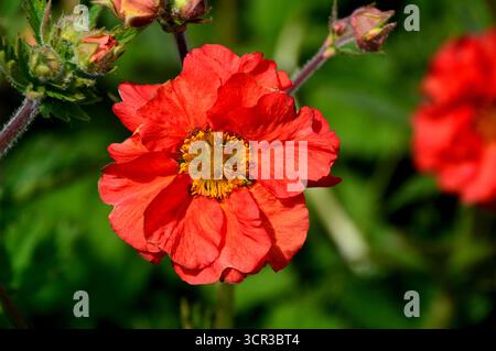 Single Orange/Red Geum „Scarlet Tempest“ (Avens) eine halbdoppelte Blume, die in den Borders im RHS Garden Harlow Carr, Harrogate, England, Großbritannien gezeigt wird. Stockfoto