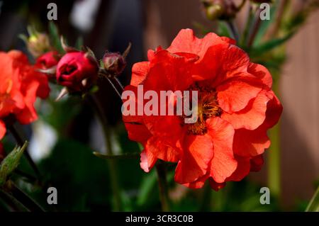 Single Orange/Red Geum „Scarlet Tempest“ (Avens) eine halbdoppelte Blume, die in den Borders im RHS Garden Harlow Carr, Harrogate, England, Großbritannien gezeigt wird. Stockfoto