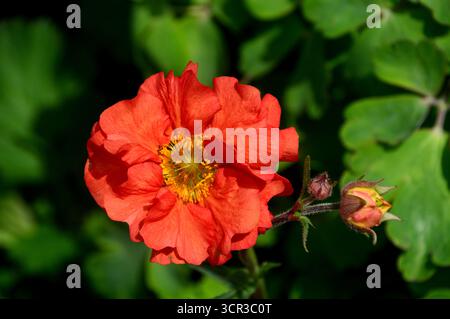 Single Orange/Red Geum „Scarlet Tempest“ (Avens) eine halbdoppelte Blume, die in den Borders im RHS Garden Harlow Carr, Harrogate, England, Großbritannien gezeigt wird. Stockfoto