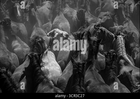 Eine dichte Herde von Pferden, die im Dusty Morning Light zusammengepackt sind Stockfoto