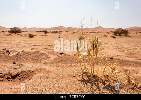 Sossusvlei, Namibia – Eine surreale Landschaft mit Dünen und widerstandsfähigen Wüstenpflanzen Stockfoto