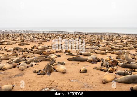 Cape Pelz Seehunde ruhen am Sandstrand des Cape Cross Nature Reserve, Namibia. Stockfoto