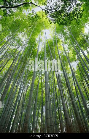Blick auf Bambusstock, mitten in einem Bambuswald in Japan Stockfoto