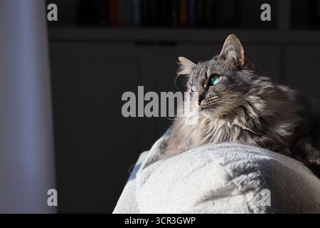 Graue, langhaarige Hauskatze, die in das Sonnenlicht blickt Stockfoto