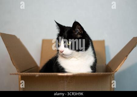 Die schelmische schwarz-weiße Katze blickt aus dem Lieferkarton, die Pfoten greifen die Kanten. Spielerische Neugierde junger Katzen im einfachen Haushalt. Stockfoto