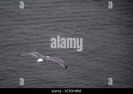 Eine einzelne Möwe fliegt allein über die dunkle, plätschernde Wasseroberfläche, von oben gesehen. Ein minimalistisches Bild, das Freiheit und Einsamkeit hervorruft. Stockfoto