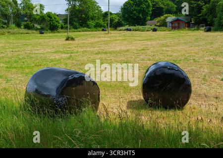 Schwarz gewickelte runde Heuballen sind über ein grünes und gelbes Feld verteilt. Bäume und ein Haus sind im Hintergrund an einem bewölkten Tag in West C zu sehen Stockfoto