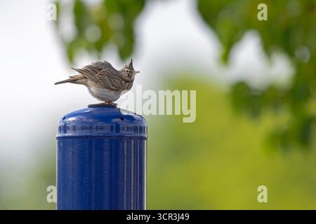 Eine auf einem Stab ruhende Lerche (Galerida cristata). Stockfoto
