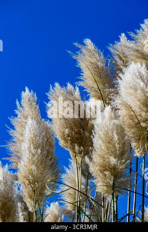 Hohe Zierschilfpflanze vor blauem Himmel, klare und einfache Landschaftsgestaltung aus nächster Nähe Stockfoto