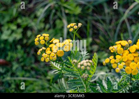 Gelbe Schafgarbe (Achillea) blühende Wildblumen auf einer grünen Wiese, saubere und helle Sommer Natur aus nächster Nähe Stockfoto