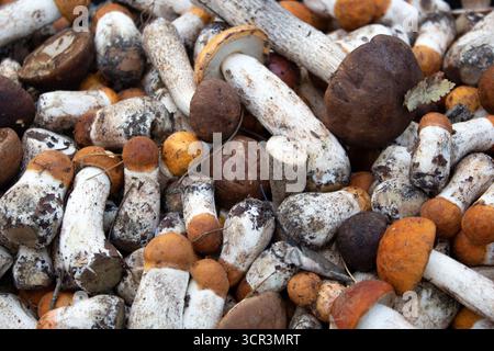 Es gibt viele wilde Pilze auf dem Tisch. Im Hintergrund befinden sich kleine Pilze mit orangefarbenen und braunen Kappen. Pilzernte. Pilze, ungewaschen und Stockfoto