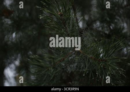 Ein Spinnennetz im Wald an einem taufrischen Herbstmorgen. Stockfoto