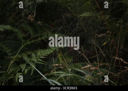 Ein Spinnennetz im Wald an einem taufrischen Herbstmorgen. Stockfoto
