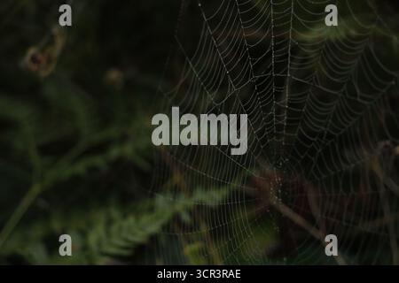 Ein Spinnennetz im Wald an einem taufrischen Herbstmorgen. Stockfoto