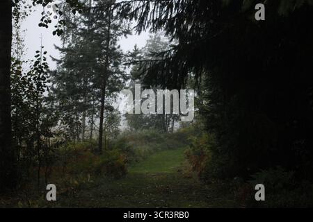 Ein Wald-Szene. Stockfoto