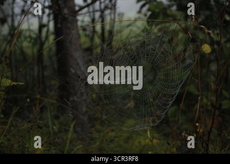 Ein Spinnennetz im Wald an einem taufrischen Herbstmorgen. Stockfoto