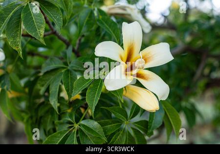 Nahaufnahme von wunderschönen hellgelben tropischen Blumen auf einem großen Baum. Platz für Text daneben, Flaschenbaum blüht Stockfoto
