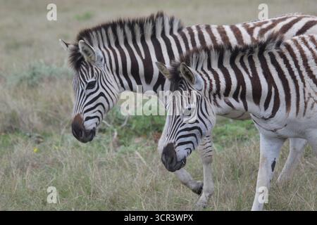 Nahaufnahme von Flachzebras (Equus quagga) mit markanten schwarz-weißen Streifen, Kruger-Nationalpark, Südafrika Stockfoto