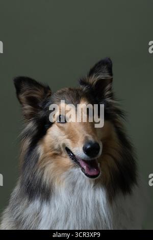 Posierender Collie, Hund, schönes Gesicht, Nahaufnahme Foto Stockfoto
