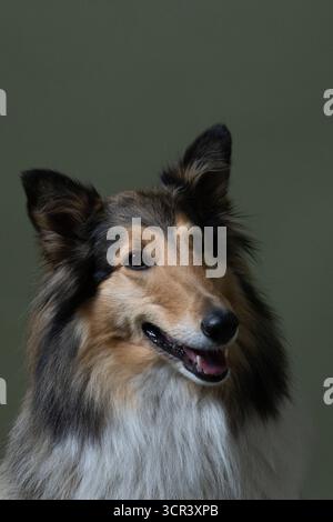 Kopf eines Collie-Hundes, Nahaufnahme fotografiert Stockfoto