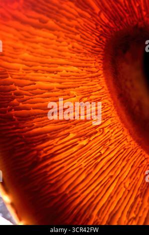 Nahaufnahme eines roten Kappen-Boletus-Pilzes, Makrofotografie, Shiitake-Pilze Nahaufnahme auf weißem Hintergrund. Stockfoto