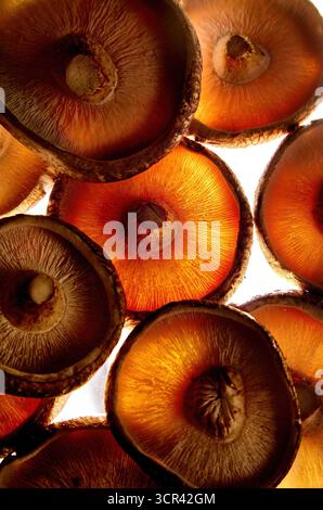 Nahaufnahme eines roten Kappen-Boletus-Pilzes, Makrofotografie, Shiitake-Pilze Nahaufnahme auf weißem Hintergrund. Stockfoto