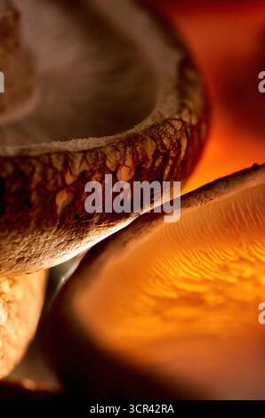 Nahaufnahme eines roten Kappen-Boletus-Pilzes, Makrofotografie, Shiitake-Pilze Nahaufnahme auf weißem Hintergrund. Stockfoto