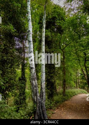 Waldweg mit hohen Birken säumen den Weg in natürlichen Wäldern Stockfoto