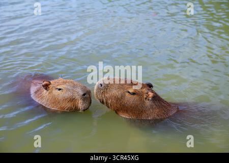 Lustige Capybaras, die baden, sich im Wasser in der Nähe eines grasbewachsenen Seeufers in Brasilien, Südamerika, entspannen. Friedliche Tierwelt mit einem halbaquatischen Säugetier Stockfoto