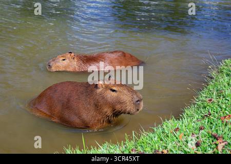 Lustige Capybaras, die baden und sich im Wasser in der Nähe eines grasbewachsenen Seeufers in Brasilien, Südamerika, entspannen. Friedliche Tierwelt mit einer halbaquatischen Mamma Stockfoto