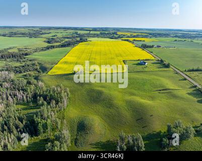 Blick aus der Vogelperspektive auf ein hellgelbes Rapsfeld in sanftem Gelände, umgeben von grünem Ackerland und Bäumen. Alberta, Kanada Stockfoto