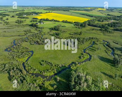 Blick aus der Vogelperspektive auf grüne Felder, gewundenen Fluss und pulsierende gelbe Rapspflanzen unter blauem Himmel. Westlich von Calgary, Alberta, Kanada Stockfoto