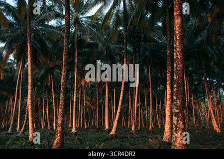 Hohe Palmen mit orangefarbenem Sonnenlicht auf ihren Stämmen in einem dichten tropischen Wald. Krui, Lampung, Sumatra, Indonesien Stockfoto