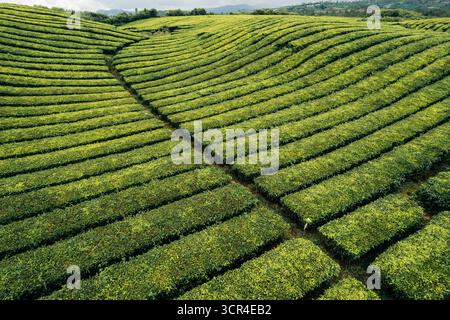 Üppige grüne Teeplantagen mit ordentlich organisierten Reihen auf sanften Hügeln unter klarem Himmel. In Der Nähe Des Vulkans Gunung Kerinci, Kayu Aro, Kerinci Regency, Jambi, Indonesien Stockfoto