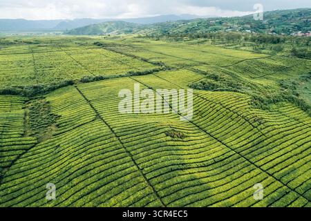 Blick aus der Vogelperspektive auf weite, üppige grüne Teeplantagen mit sanften Hügeln im Hintergrund. In Der Nähe Des Vulkans Gunung Kerinci, Kayu Aro, Kerinci Regency, Jambi, Indonesien Stockfoto