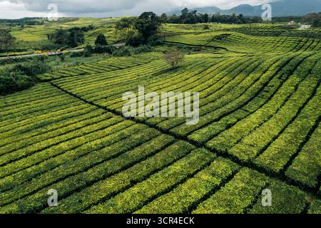Blick aus der Vogelperspektive auf üppige grüne Teeplantagen mit sanften Hügeln und bewölktem Himmel. In Der Nähe Des Vulkans Gunung Kerinci, Kayu Aro, Kerinci Regency, Jambi, Indonesien Stockfoto