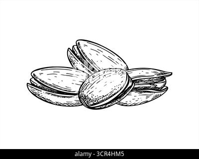 Monochrome Pistazien-Nuss-Haufen in Schalen Vektor-Illustration gemalt von schwarzen Tinten. Ätzzeichnung der Zusammensetzung getrockneter Nüsse Stock Vektor