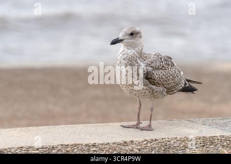 Eine junge Großschwarzmöwe (Larus marinus), die auf einer Meeresmauer in Edinburgs, Lancashire, Großbritannien, thront Stockfoto