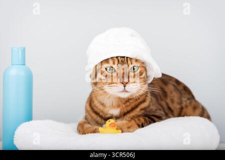 Eine bengalische Katze mit grünen Augen sitzt auf einem weißen Handtuch, einem Handtuch auf dem Kopf, einer gelben Gummientte und einer blauen Flasche Shampoo in der Nähe. Das Konzept geht um g Stockfoto