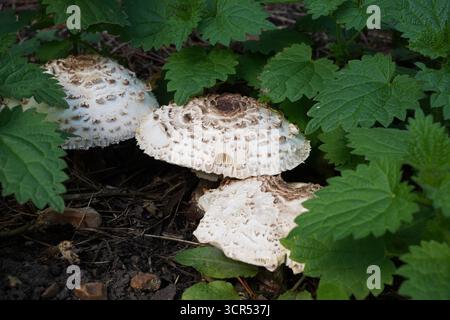 Wilde Pilze auf Waldboden im Herbst. Nahrungssuche Stockfoto